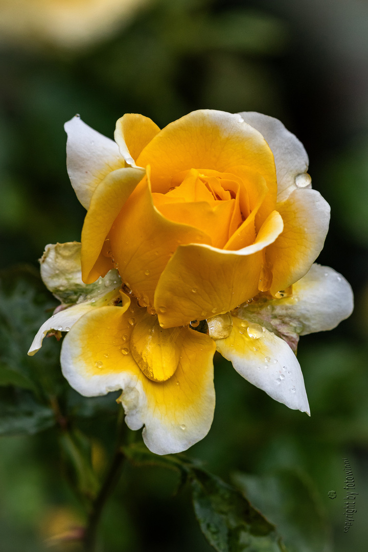 gelbe Rose - nach kurzem Regenguss