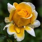 gelbe Rose - nach kurzem Regenguss