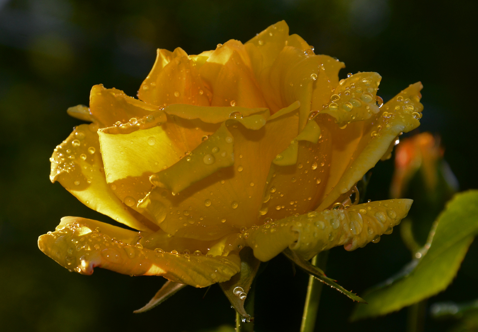 Gelbe Rose nach Regen