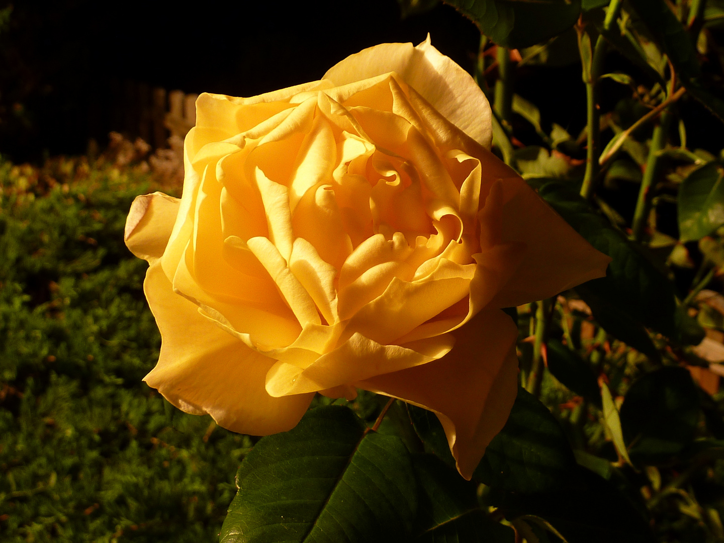 Gelbe Rose Nachaufnahme bei Nacht