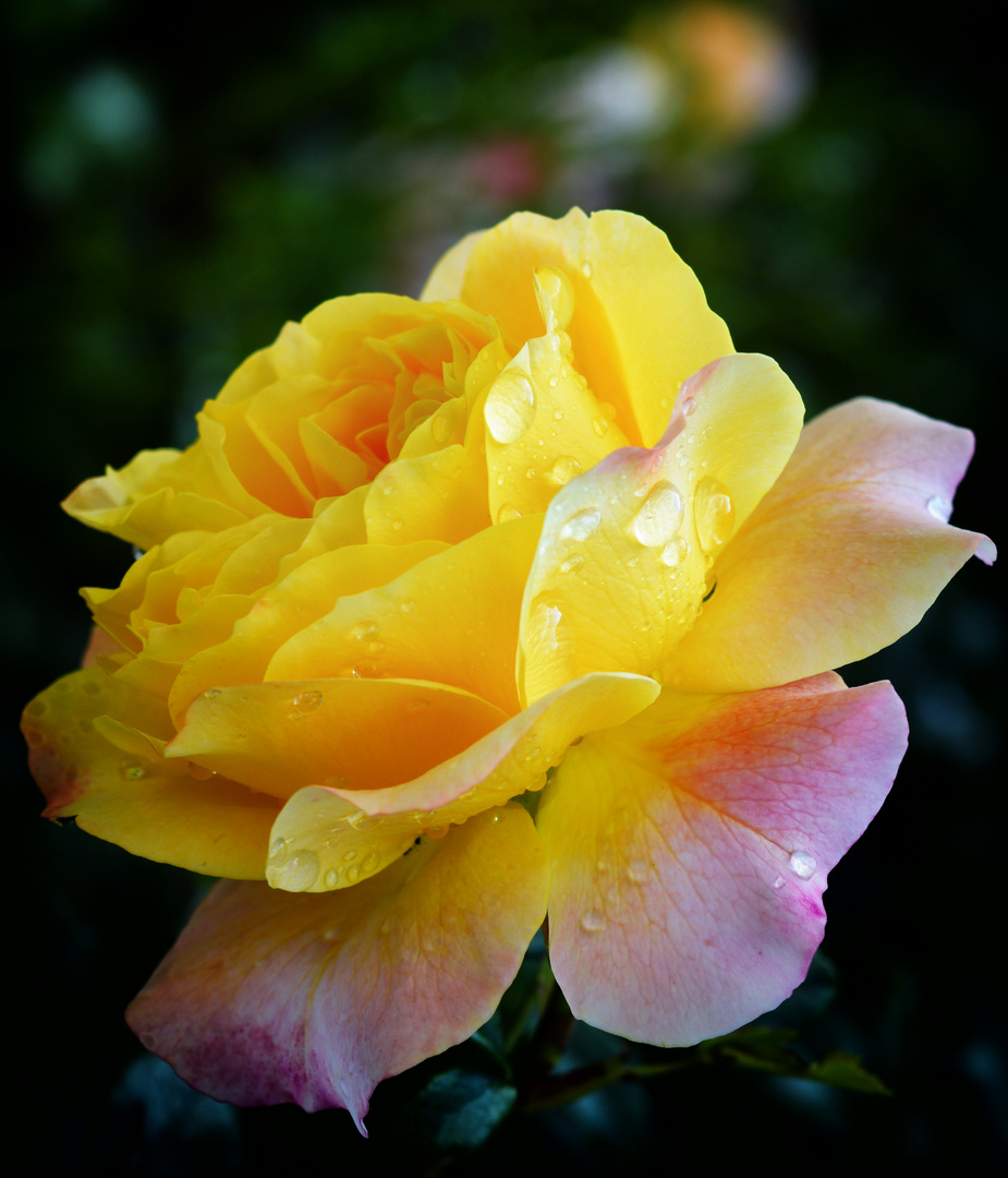 Gelbe Rose - regennass