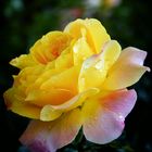 Gelbe Rose - regennass
