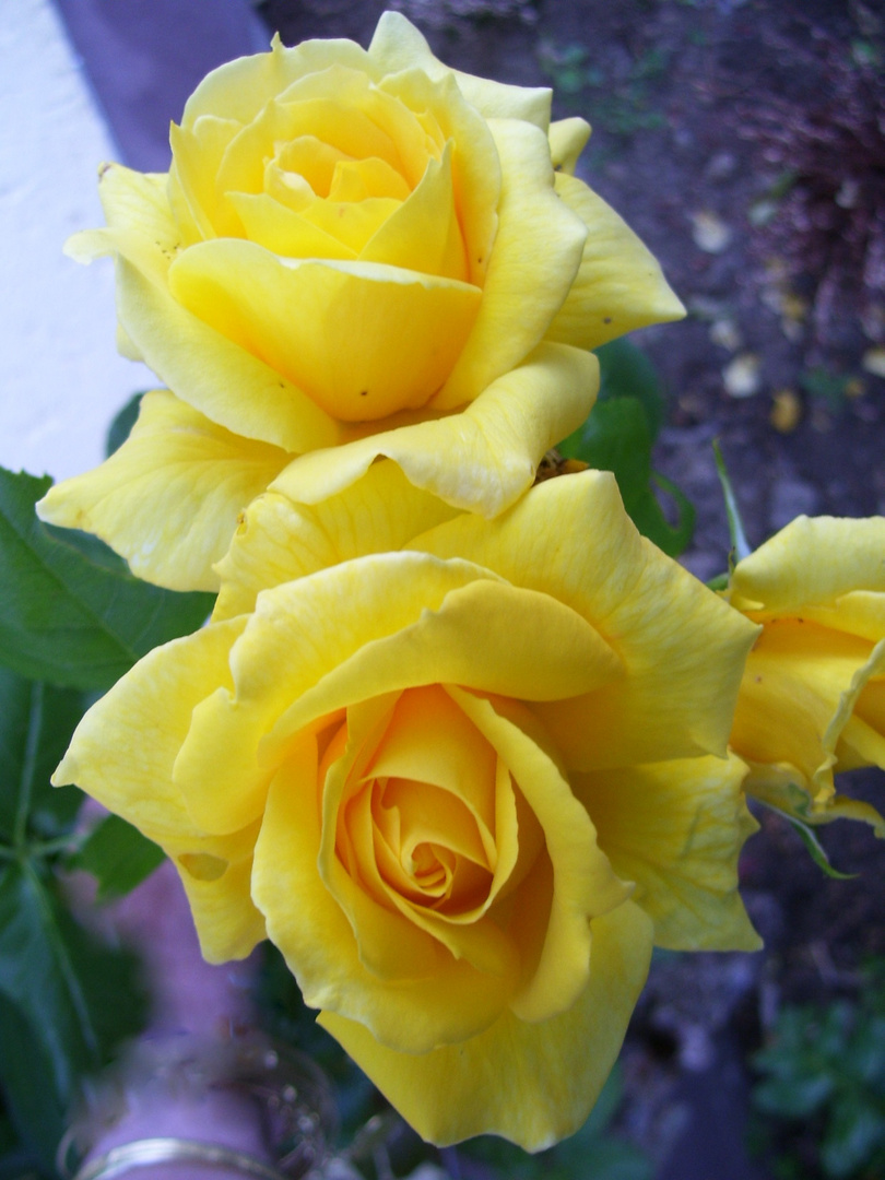 gelbe Rose von unserem Rosenstrauch Foto & Bild pflanzen, pilze & flechten, blüten gelbe Rose von unserem Rosenstrauch Foto & Bild pflanzen, pilze & flechten, blüten