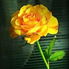 Gelbe Rose vor der Jalousie