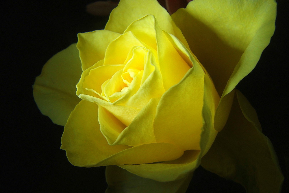 Gelbe Rose - Zolta róza