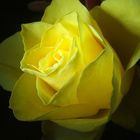 Gelbe Rose - Zolta róza