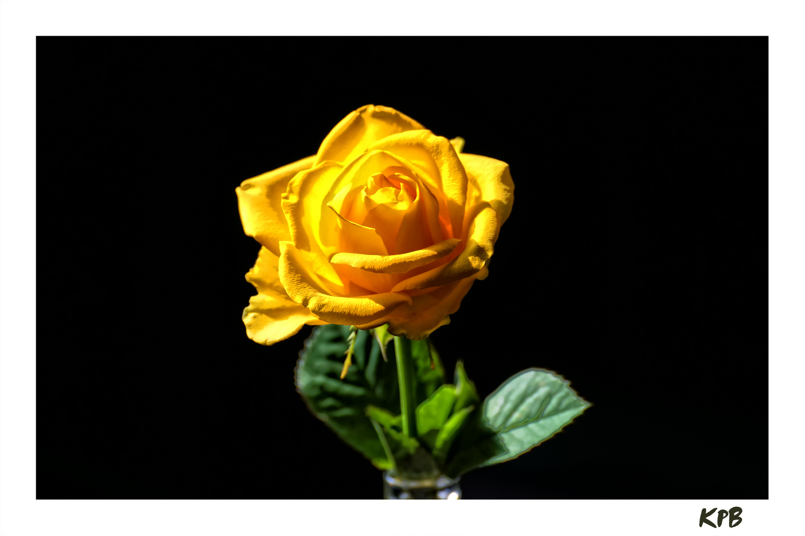 gelbe Rose zum Mittwoch