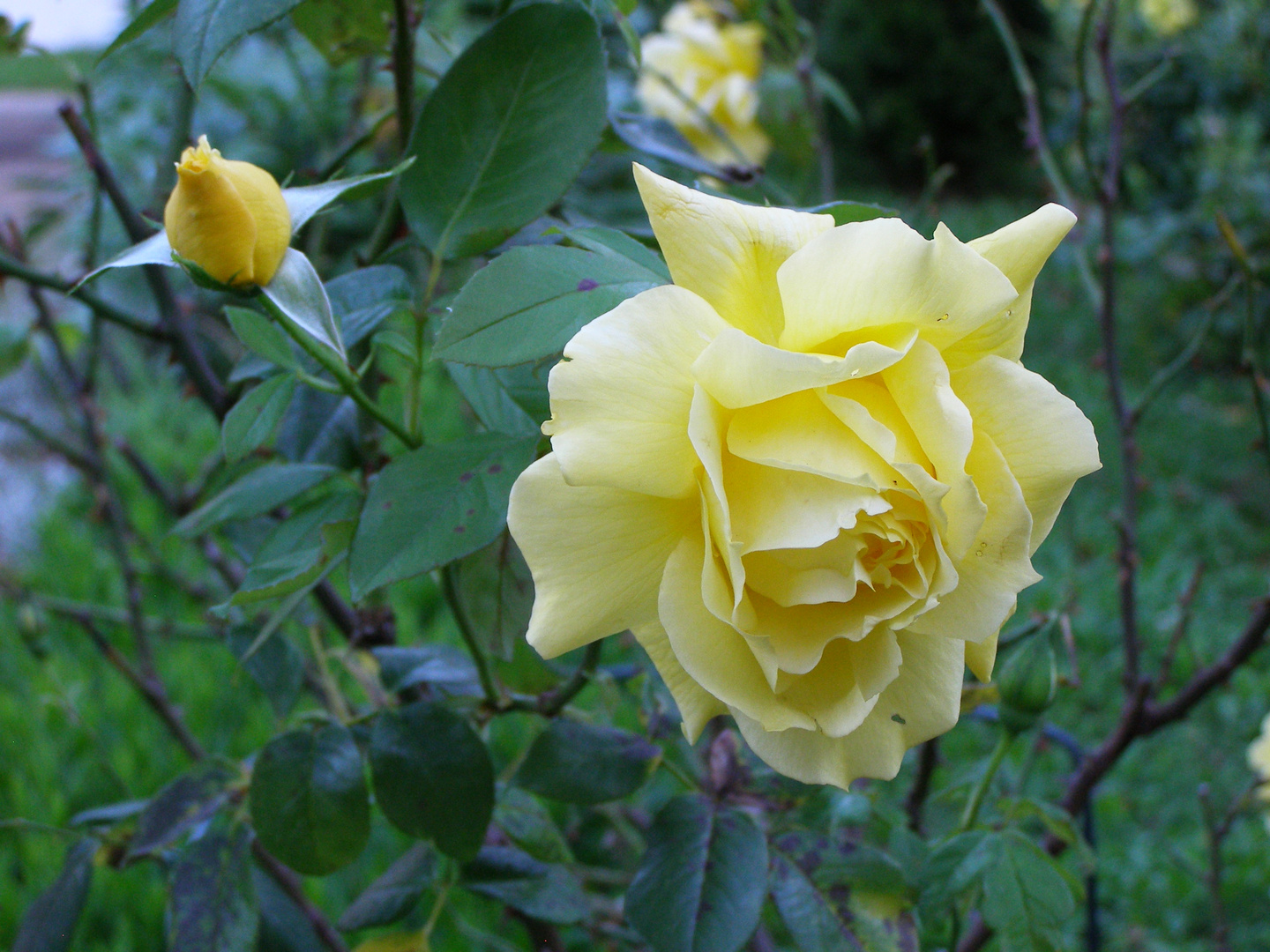gelbe rosen Foto & Bild garten, motive Bilder auf gelbe rosen Foto & Bild garten, motive Bilder auf