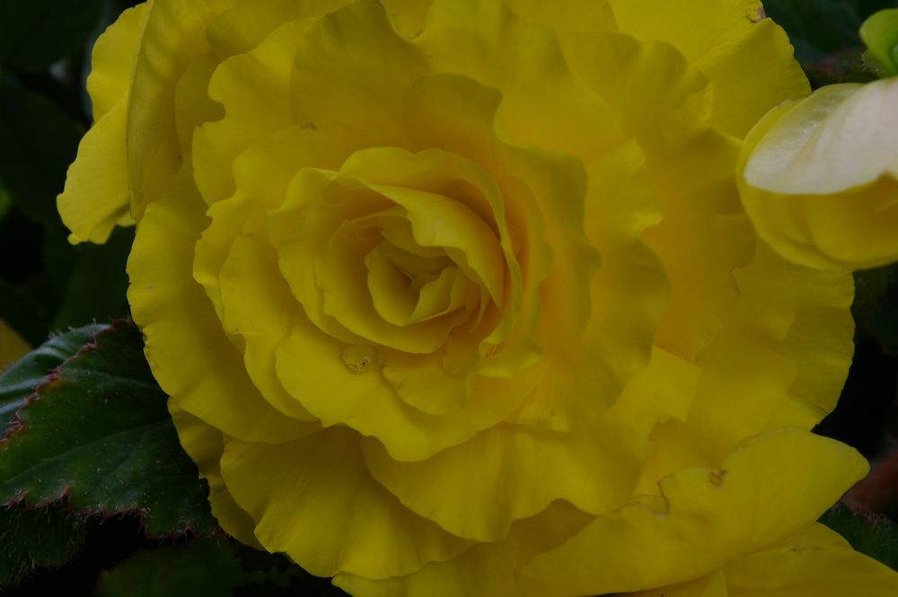 Gelbe Rose(n)