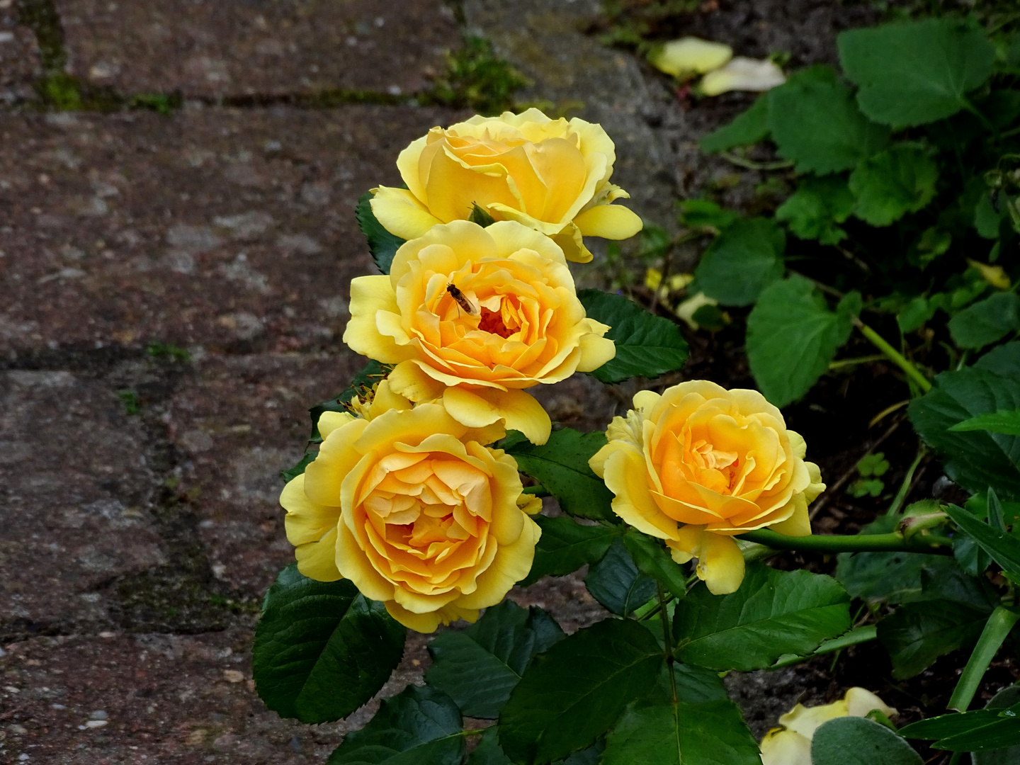 gelbe Rosen Foto & Bild landschaft, pflanzen, blüten Bilder auf gelbe Rosen Foto & Bild landschaft, pflanzen, blüten Bilder auf