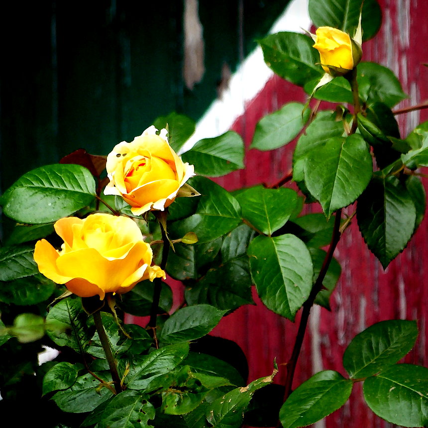 Gelbe Rosen Foto & Bild flora, natur Bilder auf Gelbe Rosen Foto & Bild flora, natur Bilder auf