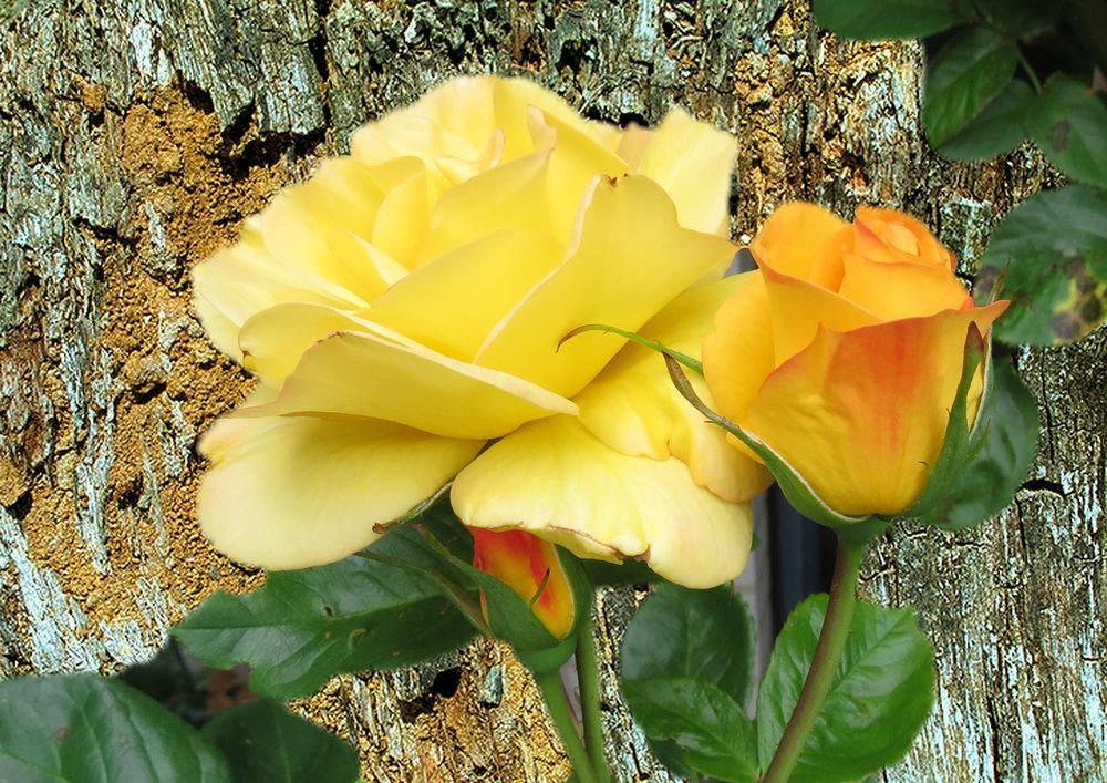 Gelbe Rosen Foto & Bild | pflanzen, pilze & flechten, blüten