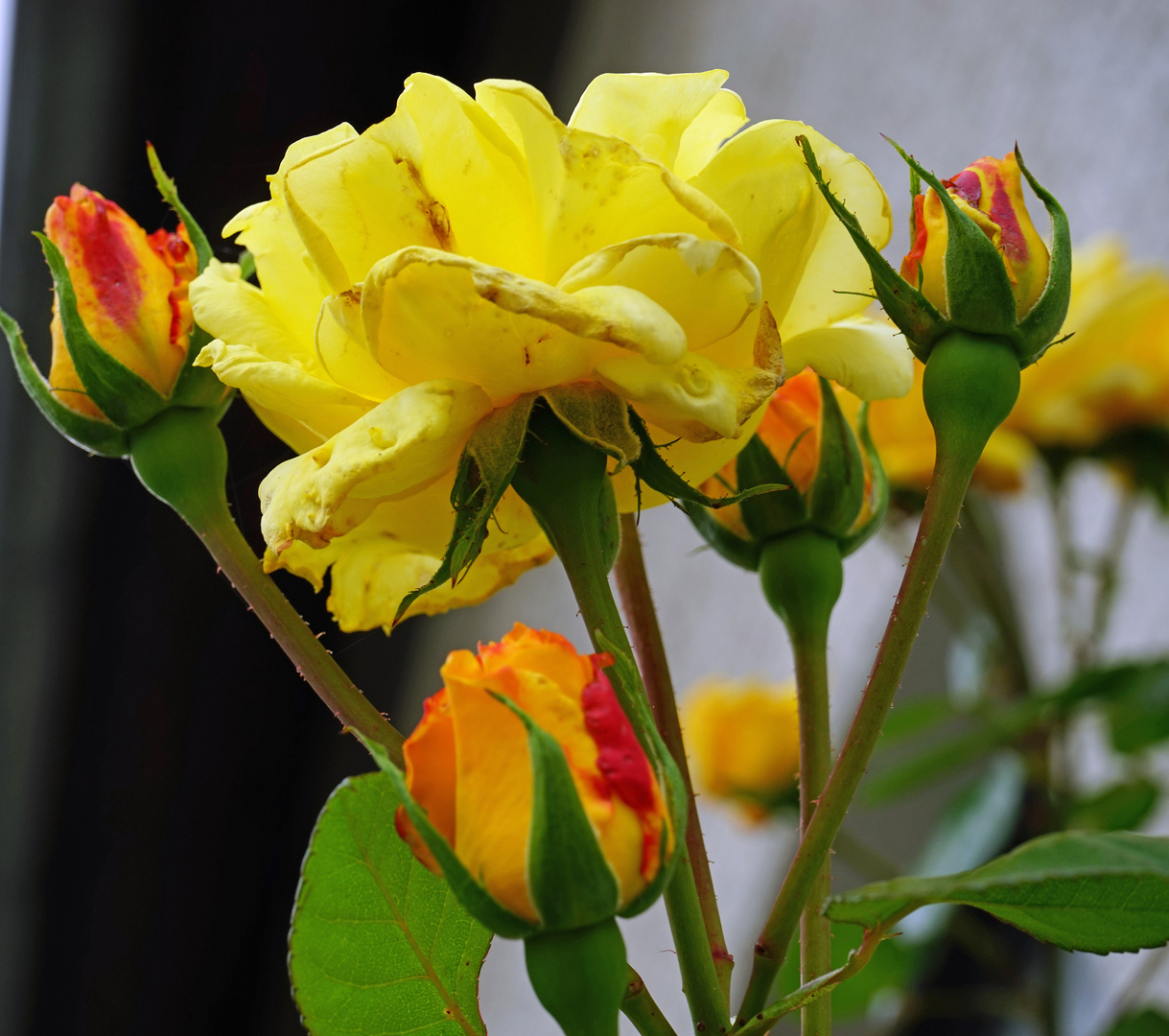 gelbe Rosen Foto & Bild pflanzen, pilze & flechten, blüten & kleinpflanzen, rosen Bilder auf gelbe Rosen Foto & Bild pflanzen, pilze & flechten, blüten & kleinpflanzen, rosen Bilder auf