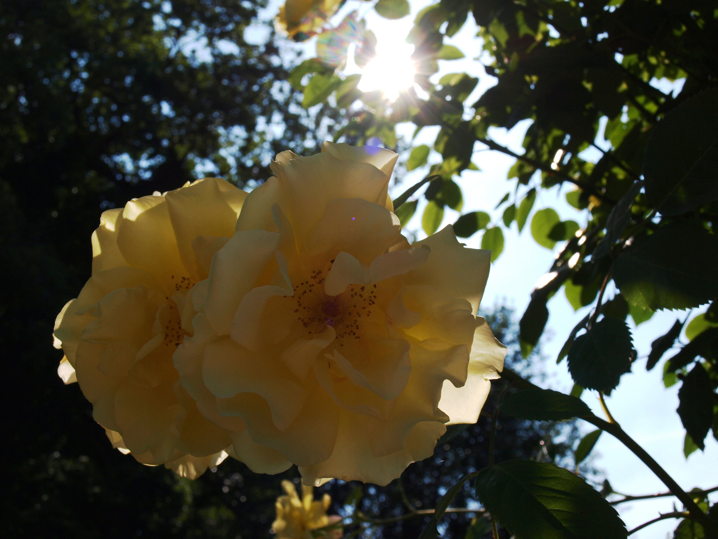 Gelbe Rosen im Garten meiner Oma