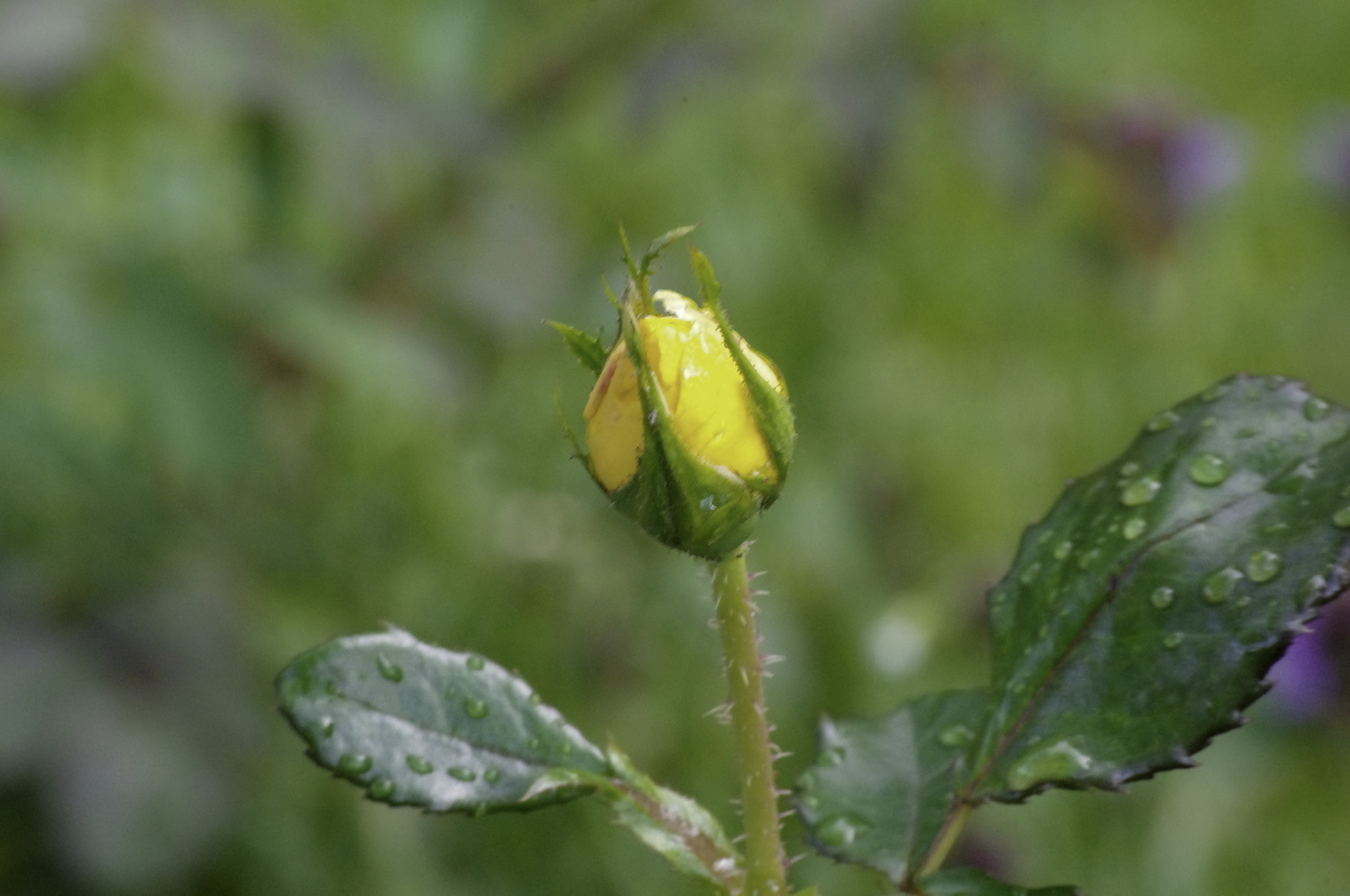 gelbe Rosen nach Regenguß