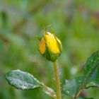 gelbe Rosen nach Regenguß