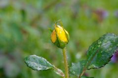 gelbe Rosen nach Regenguß