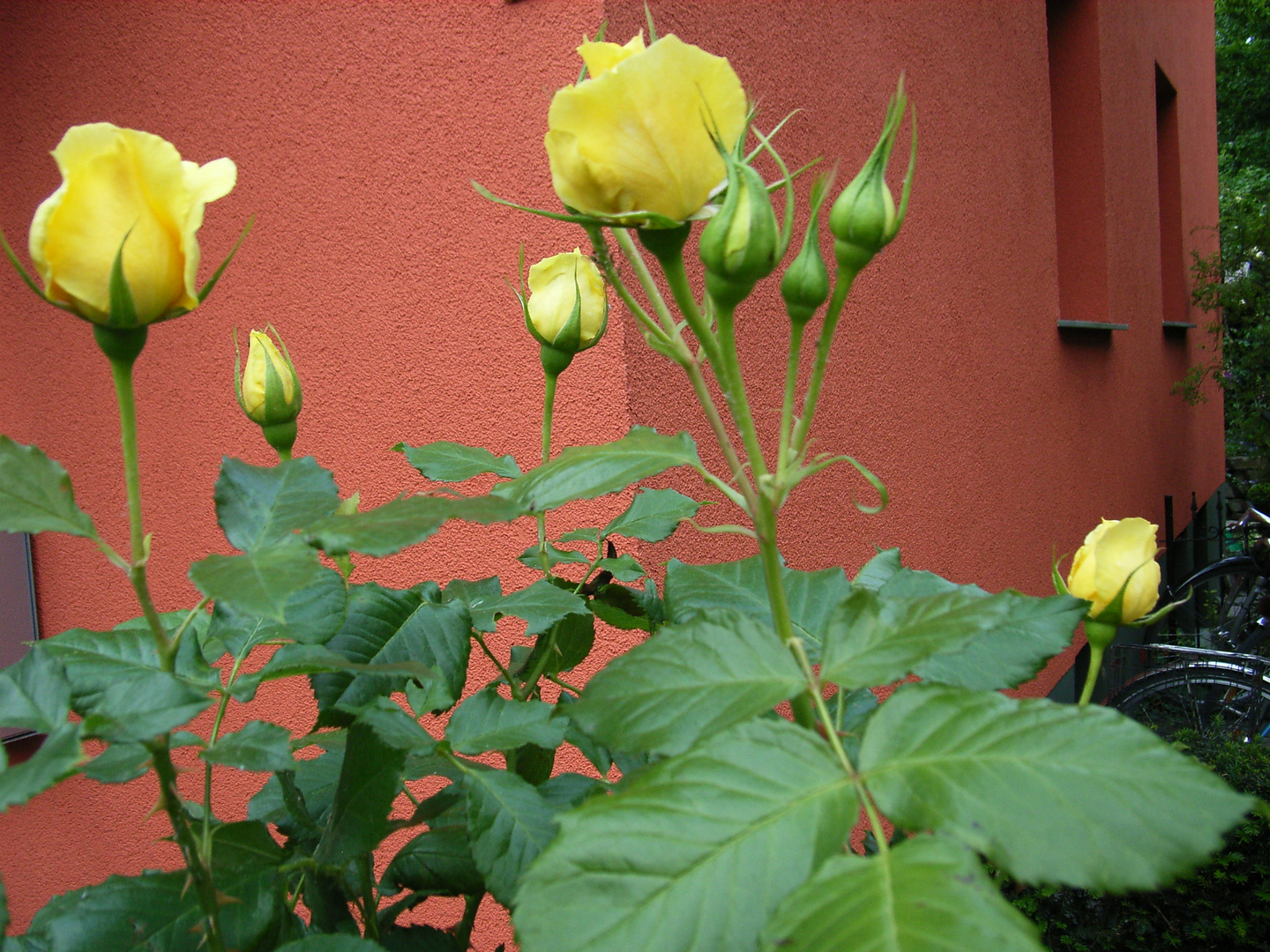 Gelbe Rosen vor rot-braunem Haus im Mai 2011