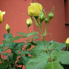 Gelbe Rosen vor rot-braunem Haus im Mai 2011