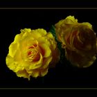Gelbe Rosen zwischen Licht und Schatten