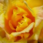 Gelbe Rosenblüte
