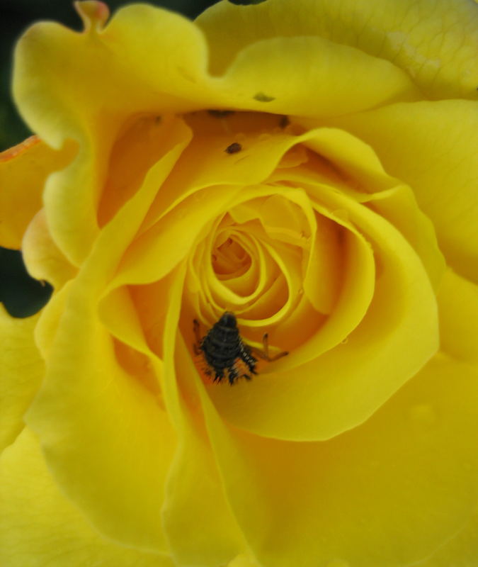 gelbe rosenblüte mit besucher