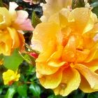 gelbe Rosenblüte mit Tropfen - in Leuchten Colortone