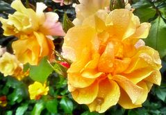 gelbe Rosenblüte mit Tropfen - in Leuchten Colortone