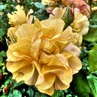 gelbe Rosenblüte mit Tropfen in Mikrodetail Farbenfroh