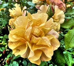 gelbe Rosenblüte mit Tropfen in Mikrodetail Farbenfroh