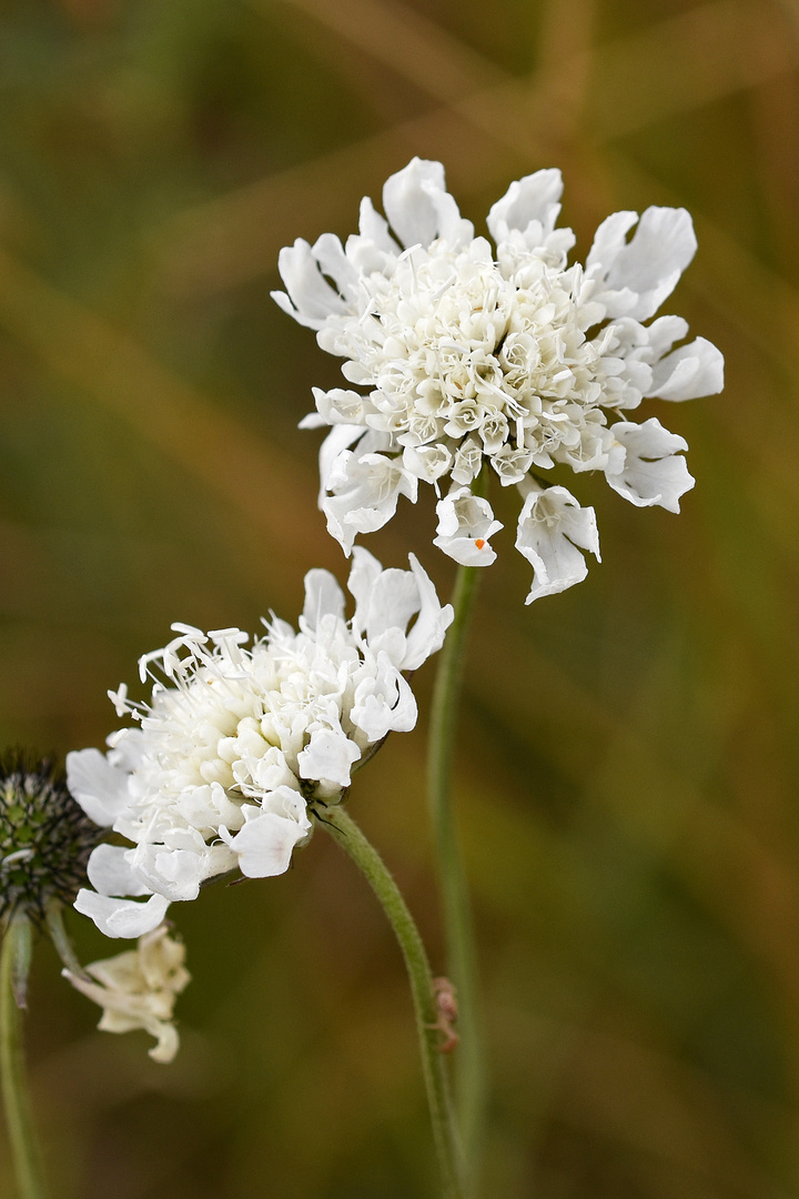 Gelbe Scabiose (Scabiosa ochroleuca)