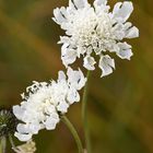 Gelbe Scabiose (Scabiosa ochroleuca)