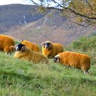 Gelbe Schafe für gelbe Klamotten