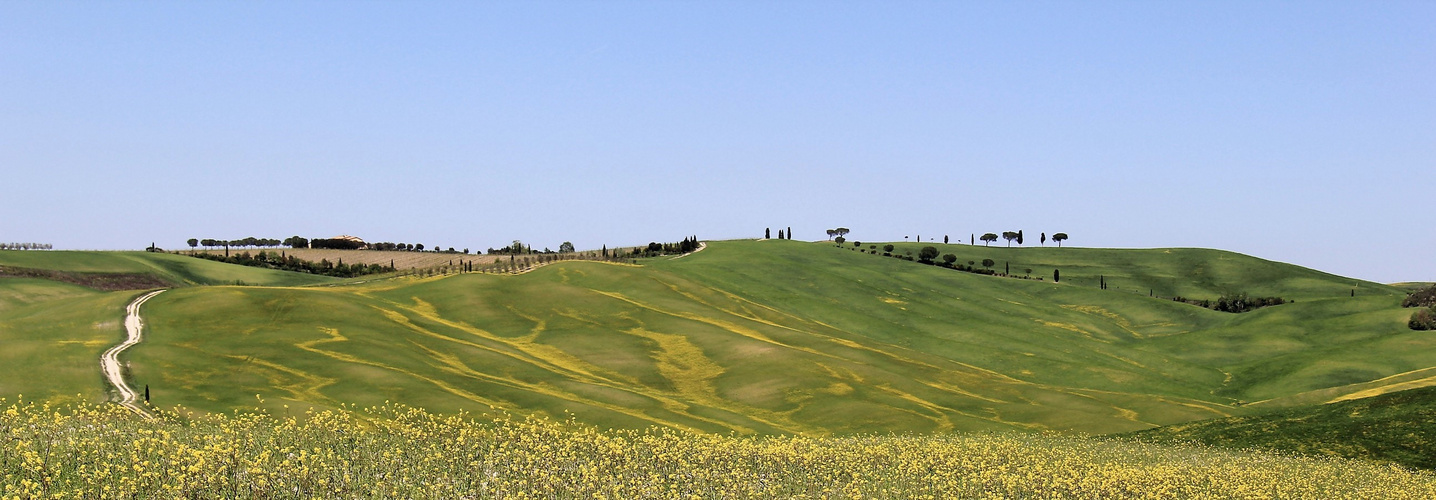 Gelbe Schaumkronen