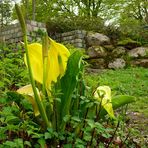 Gelbe Scheincalla