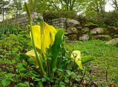 Gelbe Scheincalla