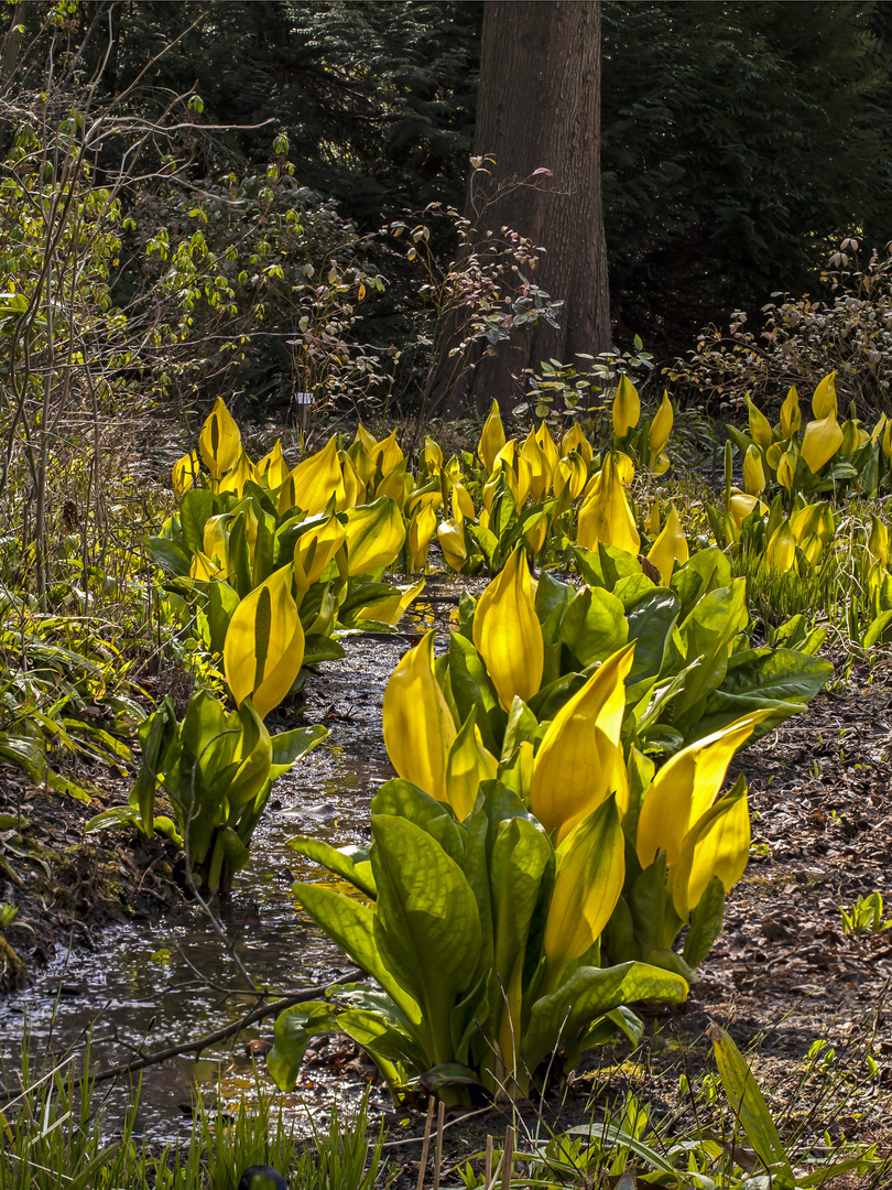 Gelbe Scheincalla