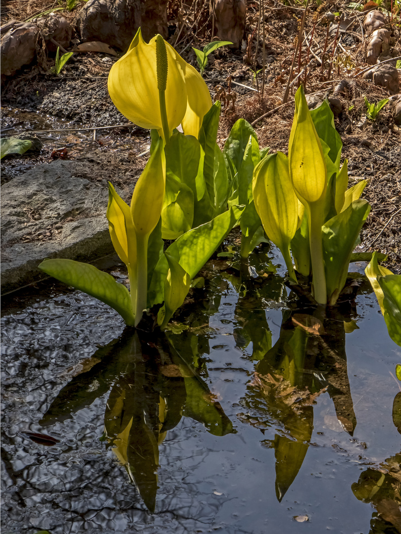 Gelbe Scheincalla (2)