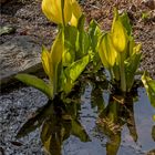 Gelbe Scheincalla (2)