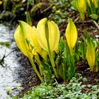 gelbe Scheincalla