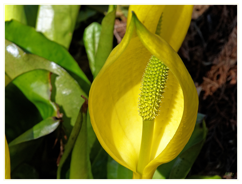 Gelbe Scheincalla