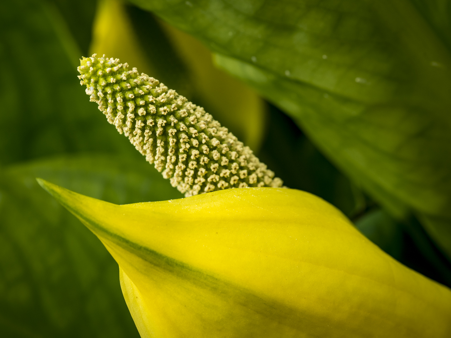 Gelbe Scheincalla