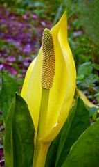 Gelbe Scheincalla II