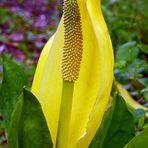 Gelbe Scheincalla II