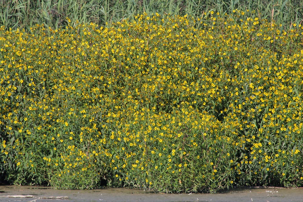 Gelbe Schilfblumen