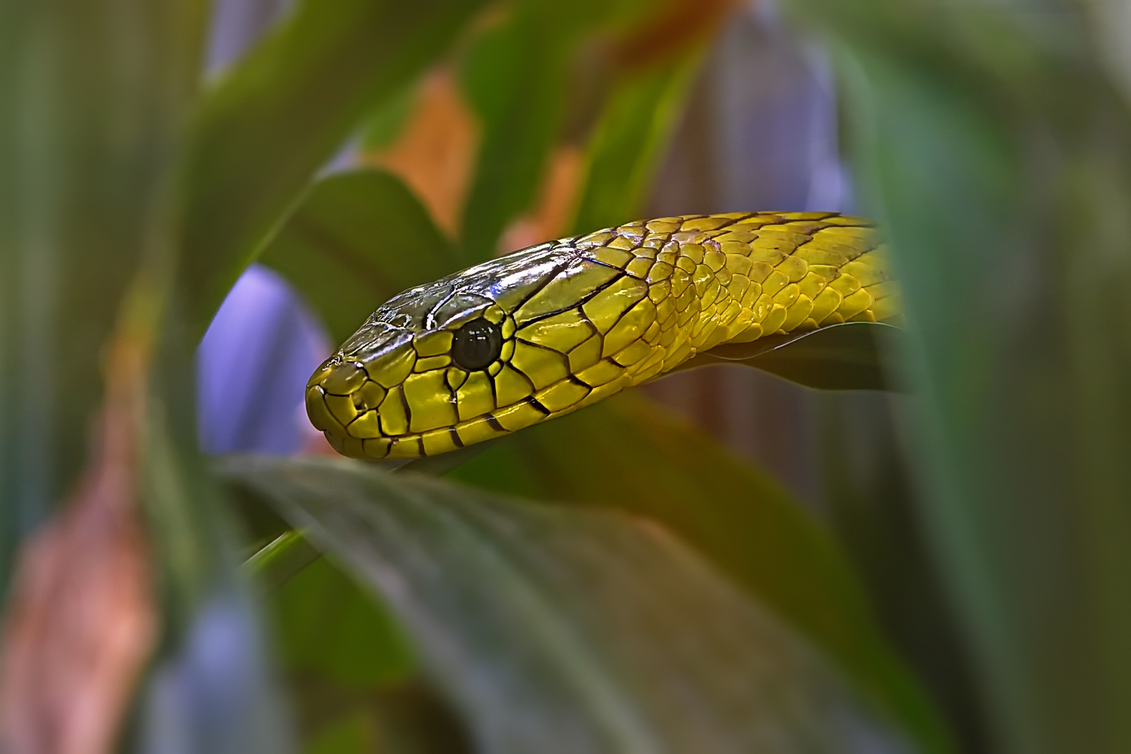 Gelbe Schlange Foto Bild tiere zoo wildpark Gelbe Schlange Foto Bild tiere zoo wildpark