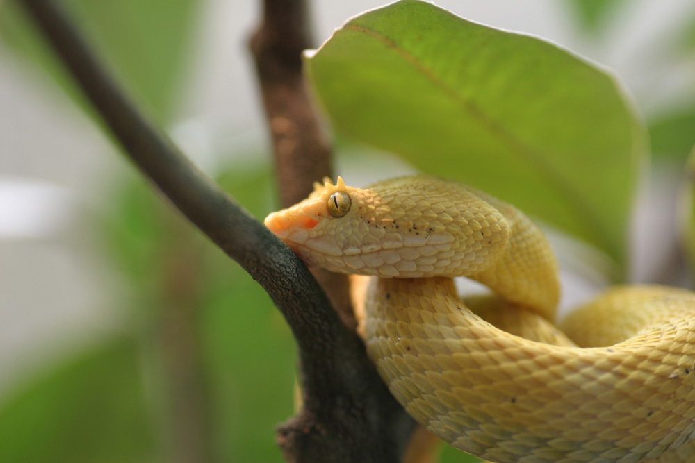 Gelbe Schlange Foto & Bild tiere, wildlife, amphibien & reptilien