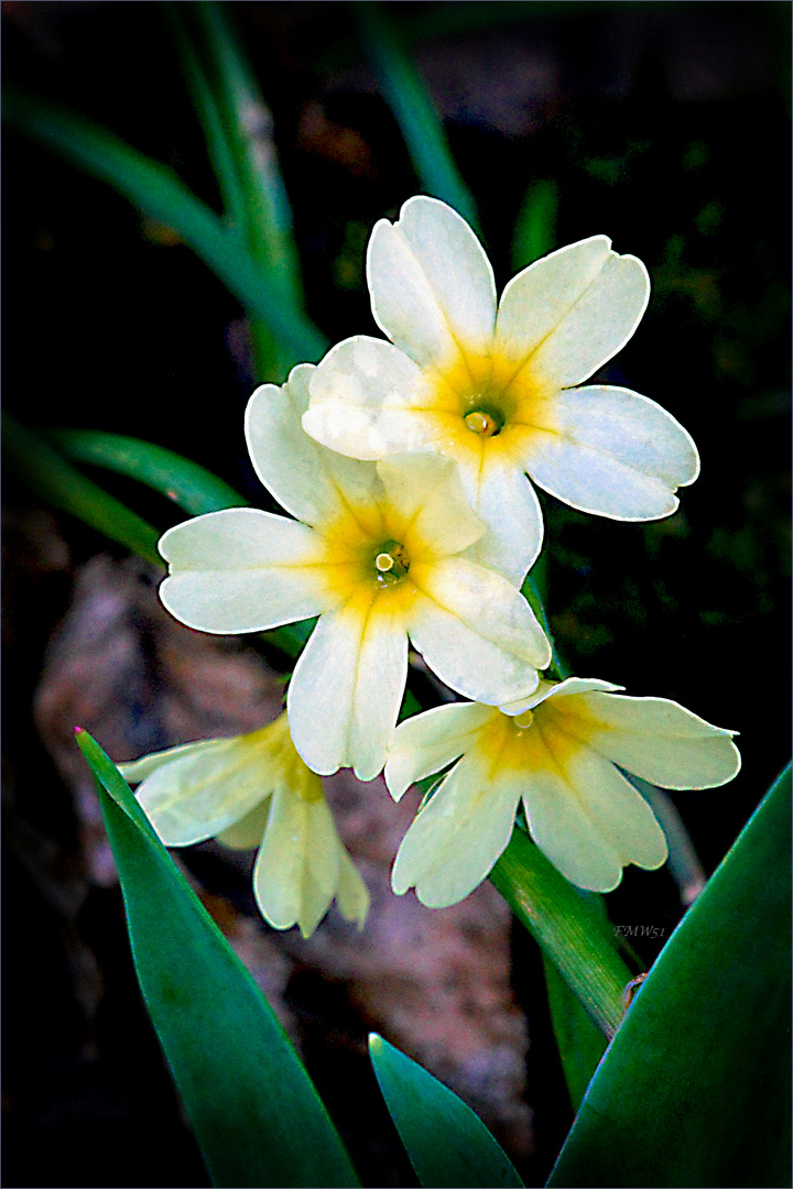 Gelbe Schlüsselblume