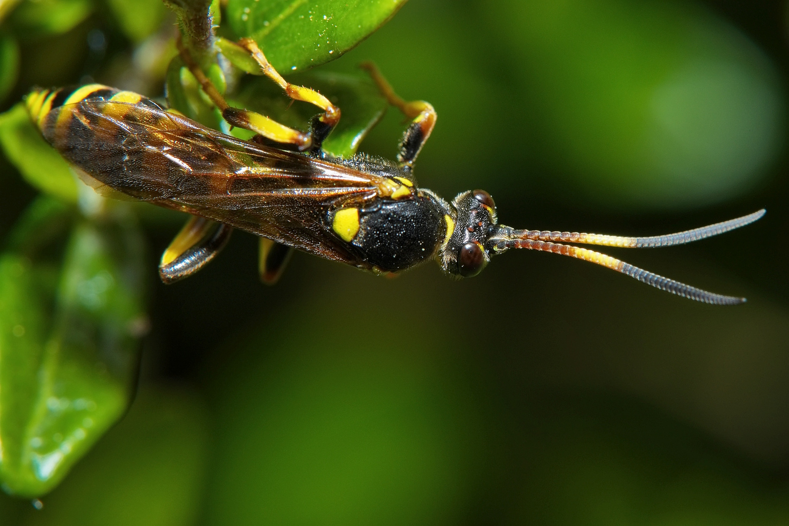 Gelbe Schlupfwespe