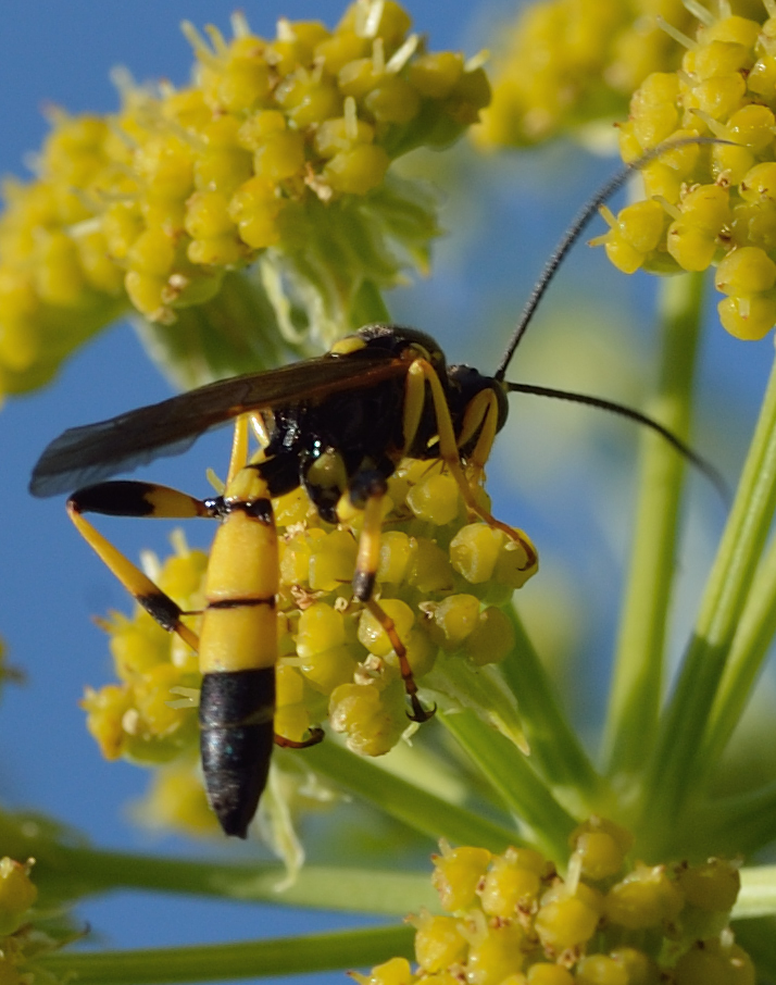 Gelbe Schlupfwespe Foto & Bild | meine wespen, insekten, schlupfwespen